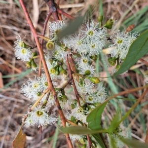 Eucalyptus bridgesiana at Watson Woodlands - 24 Feb 2023