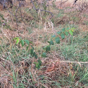 Celtis australis at Watson, ACT - 24 Feb 2023 10:45 AM