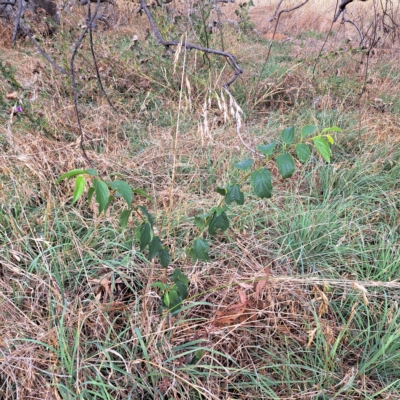 Celtis australis (Nettle Tree) at Watson Woodlands - 23 Feb 2023 by abread111
