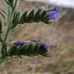 Echium vulgare (Vipers Bugloss) at Fadden, ACT - 23 Feb 2023 by KumikoCallaway