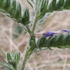 Echium vulgare at Fadden, ACT - 23 Feb 2023