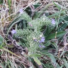 Echium vulgare at Fadden, ACT - 23 Feb 2023