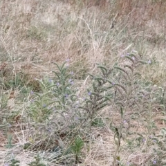 Echium vulgare at Fadden, ACT - 23 Feb 2023