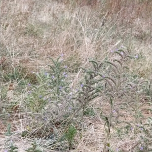 Echium vulgare at Fadden, ACT - 23 Feb 2023