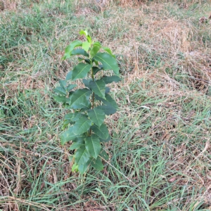 Pyrus sp. at Undefined Area - 24 Feb 2023 10:46 AM