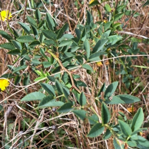 Rosa canina at Watson, ACT - 24 Feb 2023