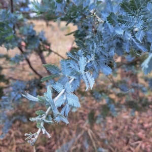 Acacia baileyana at Watson, ACT - 24 Feb 2023