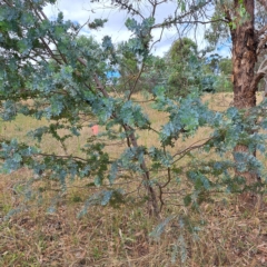 Acacia baileyana at Watson, ACT - 24 Feb 2023