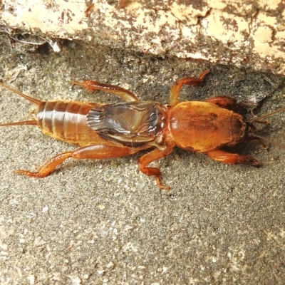 Gryllotalpa australis (Mole cricket) at Wanniassa, ACT - 24 Feb 2023 by JohnBundock