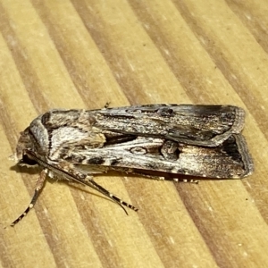 Agrotis munda at Jerrabomberra, NSW - 19 Feb 2023