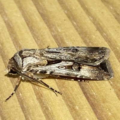 Agrotis munda (Brown Cutworm) at Jerrabomberra, NSW - 19 Feb 2023 by Steve_Bok