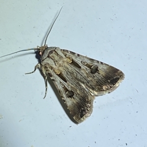 Agrotis munda at Jerrabomberra, NSW - suppressed