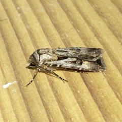 Agrotis munda at Jerrabomberra, NSW - 19 Feb 2023