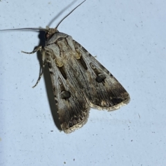 Agrotis munda at Jerrabomberra, NSW - suppressed