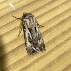 Agrotis munda at Jerrabomberra, NSW - 19 Feb 2023