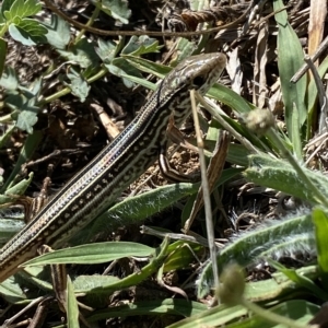 Ctenotus robustus at Stromlo, ACT - 20 Feb 2023 11:40 AM