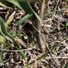 Ctenotus robustus at Stromlo, ACT - 20 Feb 2023 11:40 AM