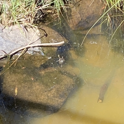 Chelodina longicollis (Eastern Long-necked Turtle) at Molonglo River Reserve - 20 Feb 2023 by Steve_Bok