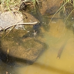 Chelodina longicollis at Molonglo Valley, ACT - 20 Feb 2023