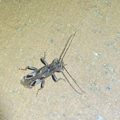 Phacodes personatus (Longhorn beetle) at Jerrabomberra, NSW - 20 Feb 2023 by Steve_Bok