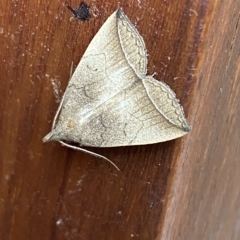 Simplicia armatalis (Crescent Moth) at Jerrabomberra, NSW - 21 Feb 2023 by SteveBorkowskis