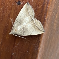 Simplicia armatalis at Jerrabomberra, NSW - 21 Feb 2023