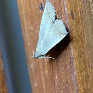 Simplicia armatalis at Jerrabomberra, NSW - 21 Feb 2023