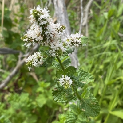 Mentha spicata (Garden Mint) at Stromlo, ACT - 22 Feb 2023 by Steve_Bok