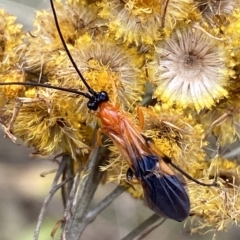 Braconidae (family) (Unidentified braconid wasp) at Mount Majura - 22 Feb 2023 by SteveBorkowskis