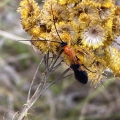 Braconidae (family) at Watson, ACT - 22 Feb 2023 05:44 PM