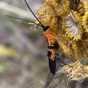 Braconidae (family) at Watson, ACT - 22 Feb 2023 05:44 PM