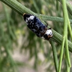 Hypocisseis suturalis (Cherry Ballart Jewel Beetle) at Mount Majura - 22 Feb 2023 by SteveBorkowskis