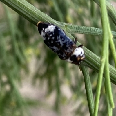 Hypocisseis suturalis (Cherry Ballart Jewel Beetle) at Mount Majura - 22 Feb 2023 by SteveBorkowskis