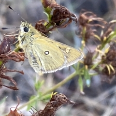 Trapezites luteus (Yellow Ochre, Rare White-spot Skipper) at Watson, ACT - 22 Feb 2023 by SteveBorkowskis