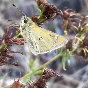 Trapezites luteus at Watson, ACT - 22 Feb 2023 06:26 PM