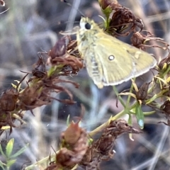 Trapezites luteus at Watson, ACT - 22 Feb 2023 06:26 PM