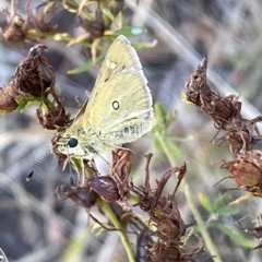 Trapezites luteus at Watson, ACT - 22 Feb 2023 06:26 PM