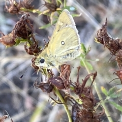 Trapezites luteus at Watson, ACT - 22 Feb 2023 06:26 PM