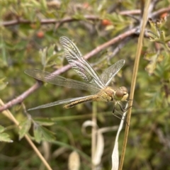 Diplacodes sp. (genus) (Percher) at Mitchell, ACT - 24 Feb 2023 by Steve_Bok