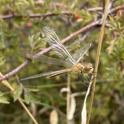 Diplacodes sp. (genus) (Percher) at Mitchell, ACT - 24 Feb 2023 by SteveBorkowskis