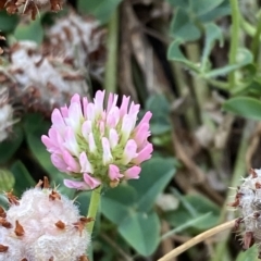 Trifolium fragiferum (Strawberry Clover) at Garran, ACT - 8 Feb 2023 by Tapirlord