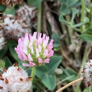 Trifolium fragiferum at Garran, ACT - 8 Feb 2023