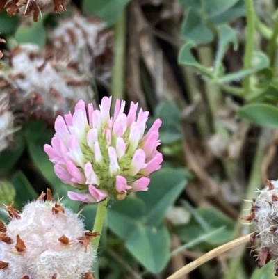 Trifolium fragiferum (Strawberry Clover) at Garran, ACT - 8 Feb 2023 by Tapirlord