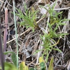 Vittadinia muelleri at Garran, ACT - 8 Feb 2023 06:57 PM