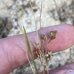 Juncus subsecundus (Finger Rush) at O'Malley, ACT - 7 Feb 2023 by Tapirlord