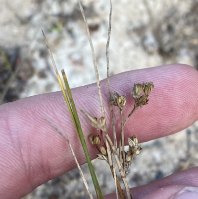 Juncus subsecundus (Finger Rush) at O'Malley, ACT - 7 Feb 2023 by Tapirlord