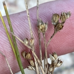 Juncus subsecundus at O'Malley, ACT - 7 Feb 2023