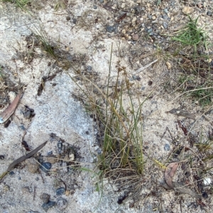 Juncus subsecundus at O'Malley, ACT - 7 Feb 2023