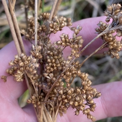 Juncus sarophorus (Broom Rush) at O'Malley, ACT - 7 Feb 2023 by Tapirlord