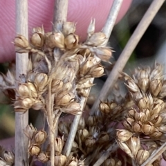 Juncus sarophorus at O'Malley, ACT - 7 Feb 2023